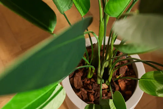 Kunstpflanzen im Blumenkasten befestigen