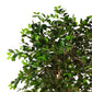 Künstlicher Ficus Retusa – Caelior | 180 cm