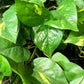 Künstlicher Hänge-Pothos - Bella, 85 cm, Kunstpflanze von aplanta, Steckpflanze, in Natur, für drinnen