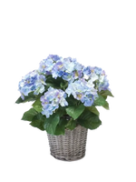 Künstliche Hortensie - Levi, 45 cm, Kunstblume von aplanta, in Natur, für drinnen