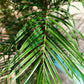 Künstliche Areca Palme - Christine, 210 cm, Kunstbaum von aplanta, im schwarzen Topf, in Natur, für drinnen