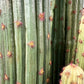 Künstlicher Kaktus - Hagen, 125 cm, Kunstpflanze von aplanta, in Natur, für drinnen