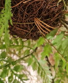 Kunst hangvaren - Jolie | 35 cm