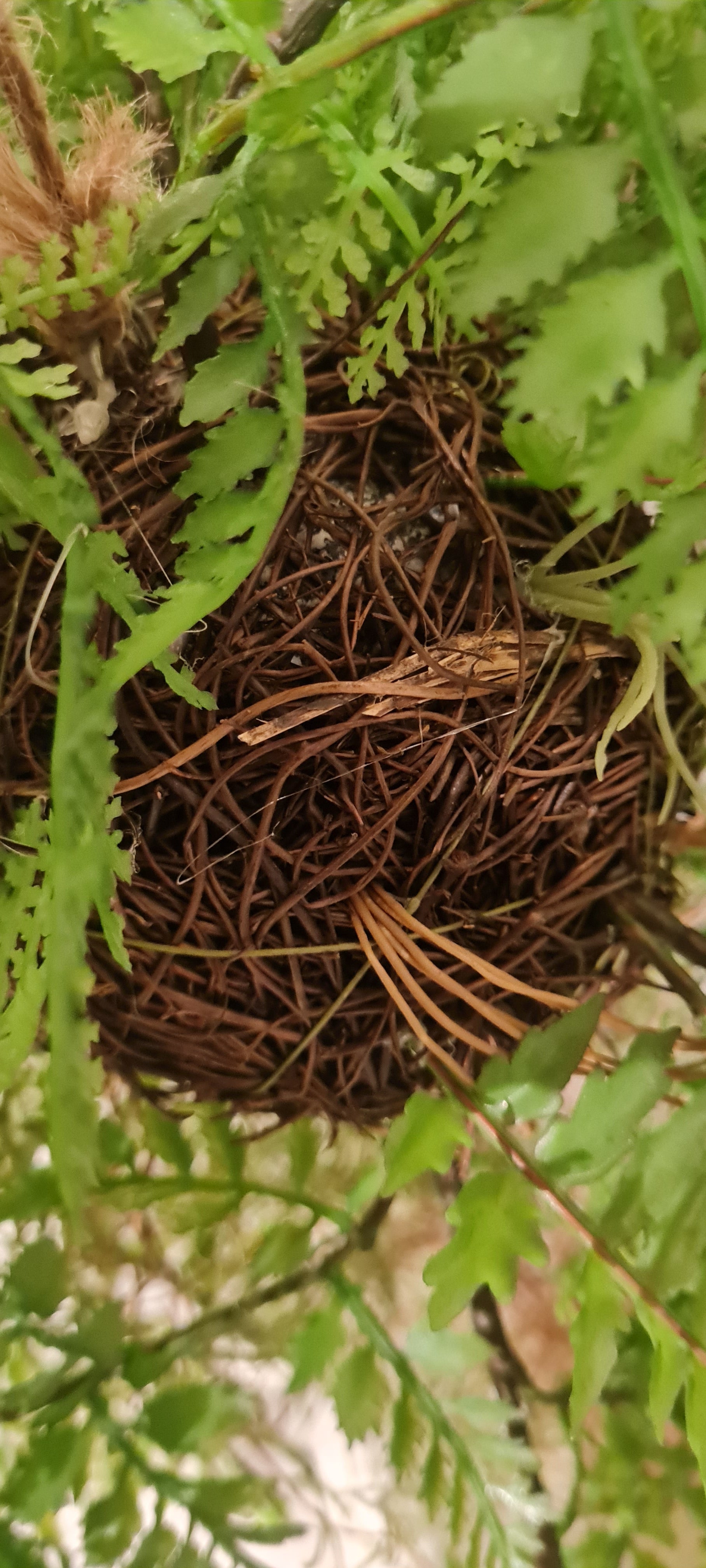 Kunst hangvaren - Jolie | 35 cm