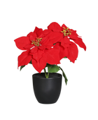 Kunstster - Cady | 7 cm, in pot