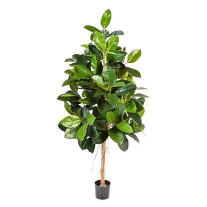 Künstlicher Gummibaum - Karim auf transparentem Hintergrund mit echt wirkenden Kunstblättern in natürlicher Anordnung. Künstlicher Gummibaum - Karim hat die Farbe Natur und ist 140 cm hoch. | aplanta Kunstpflanzen