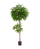 Künstliche Glückskastanie - Owen auf transparentem Hintergrund mit echt wirkenden Kunstblättern in natürlicher Anordnung. Künstliche Glückskastanie - Owen hat die Farbe Grün und ist 180 cm hoch. | aplanta Kunstpflanzen