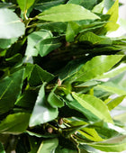 Künstlicher Lorbeer - Rosa | 55 cm