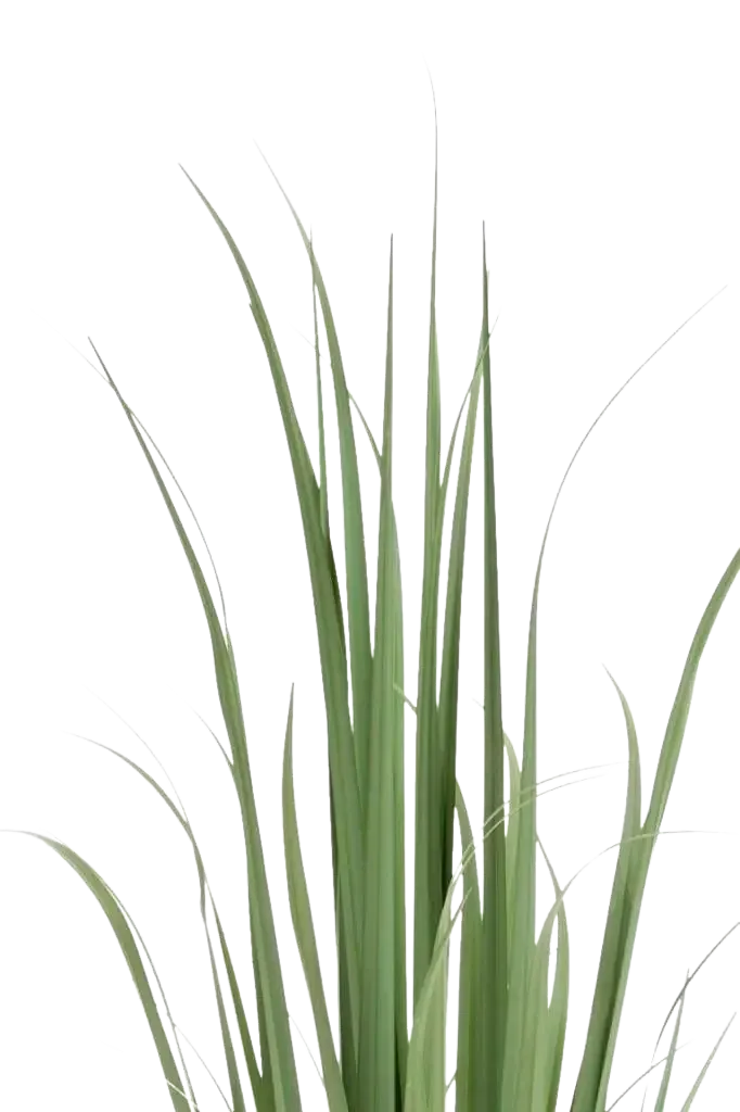 Künstliches Yucca Gras - Iva | 120 cm auf transparentem Hintergrund, als Ausschnitt fotografiert, damit die Details der Kunstpflanze bzw. des Kunstbaums noch deutlicher zu erkennen sind.