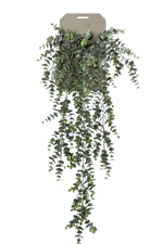 Künstlicher Hänge-Eucalypthus - Richard auf transparentem Hintergrund mit echt wirkenden Kunstblättern. Diese Kunstpflanze gehört zur Gattung/Familie der "Eucalyptus" bzw. "Kunst-Eucalyptus".