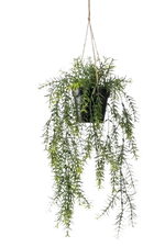 Künstlicher Hänge-Spargel - Kilian auf transparentem Hintergrund mit echt wirkenden Kunstblättern. Diese Kunstpflanze gehört zur Gattung/Familie der "Asparagus" bzw. "Kunst-Asparagus".