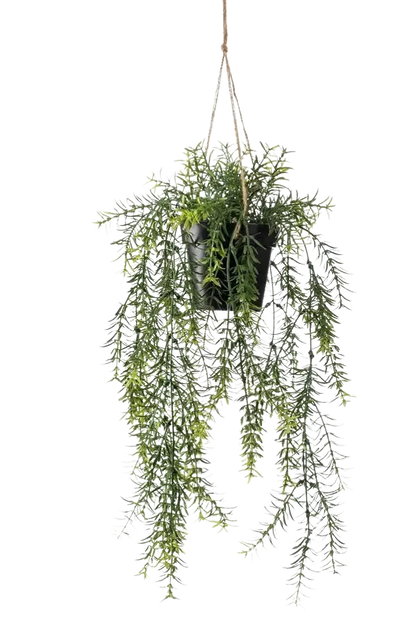 Künstlicher Hänge-Spargel - Kilian auf transparentem Hintergrund mit echt wirkenden Kunstblättern. Diese Kunstpflanze gehört zur Gattung/Familie der "Asparagus" bzw. "Kunst-Asparagus".