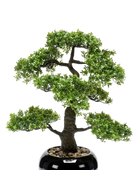 Hochwertiger Kunstbonsai auf transparentem Hintergrund mit echt wirkenden Kunstblättern in natürlicher Anordnung. Künstlicher Ficus Bonsai - Sota hat die Farbe Natur und ist 47 cm hoch. | aplanta Kunstpflanzen