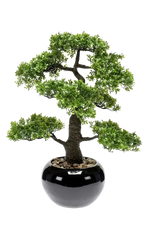 Hochwertiger Kunstbonsai auf transparentem Hintergrund mit echt wirkenden Kunstblättern in natürlicher Anordnung. Künstlicher Ficus Bonsai - Sota hat die Farbe Natur und ist 47 cm hoch. | aplanta Kunstpflanzen