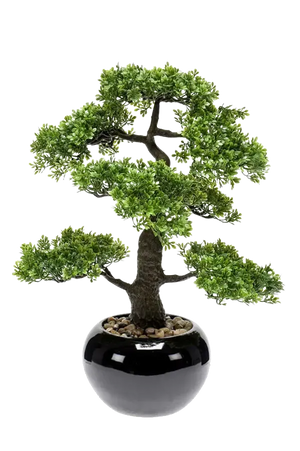 Hochwertiger Kunstbonsai auf transparentem Hintergrund mit echt wirkenden Kunstblättern in natürlicher Anordnung. Künstlicher Ficus Bonsai - Sota hat die Farbe Natur und ist 47 cm hoch. | aplanta Kunstpflanzen