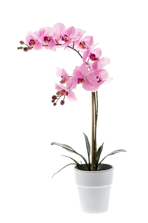 Hochwertige Orchidee künstlich auf transparentem Hintergrund mit echt wirkenden Kunstblättern in natürlicher Anordnung. Künstliche Orchidee - Dolores hat die Farbe Pink und ist 65 cm hoch. | aplanta Kunstpflanzen