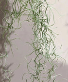 Tillandsia hair bush 85cm grey |  von aplanta