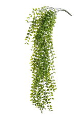 Künstlicher Hänge-Kletterficus - Keno auf transparentem Hintergrund mit echt wirkenden Kunstblättern. Diese Kunstpflanze gehört zur Gattung/Familie der "Feigen" bzw. "Kunst-Feigen".
