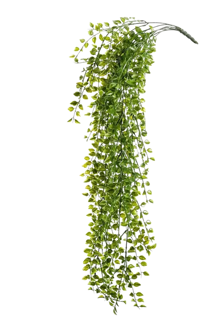 Künstlicher Hänge-Kletterficus - Keno auf transparentem Hintergrund mit echt wirkenden Kunstblättern. Diese Kunstpflanze gehört zur Gattung/Familie der "Feigen" bzw. "Kunst-Feigen".
