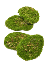 Moosplatten - Petit auf transparentem Hintergrund mit echt wirkenden Kunstblättern in natürlicher Anordnung. Moosplatten - Petit hat die Farbe Natur | aplanta Kunstpflanzen