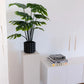 Künstliche Monstera - Karl, 80 cm, Kunstpflanze von aplanta, Real Touch, im schwarzen Topf, in Natur, für drinnen