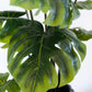 Künstliche Monstera - Karl, 80 cm, Kunstpflanze von aplanta, Real Touch, im schwarzen Topf, in Natur, für drinnen