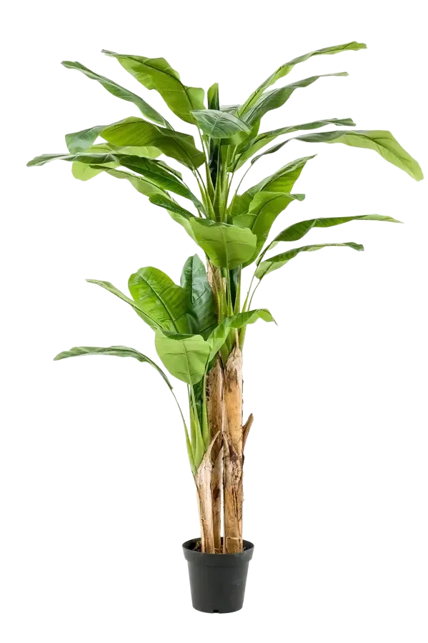 Künstlicher Bananenbaum - Maliora, 210 cm, Kunstbaum von aplanta, UV-beständig, inkl. Startertopf, in Grün, für drinnen