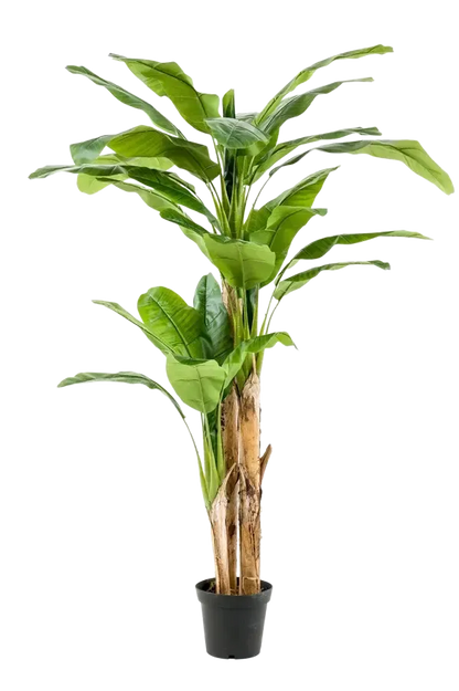 Künstlicher Bananenbaum - Maliora, 210 cm, Kunstbaum von aplanta, UV-beständig, inkl. Startertopf, in Grün, für drinnen