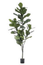 Künstliche Geigenfeige - Peter auf transparentem Hintergrund mit echt wirkenden Kunstblättern in natürlicher Anordnung. Künstliche Geigenfeige - Peter hat die Farbe Natur und ist 150 cm hoch. | aplanta Kunstpflanzen