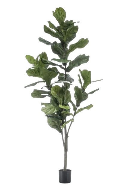 Künstliche Geigenfeige - Peter auf transparentem Hintergrund mit echt wirkenden Kunstblättern in natürlicher Anordnung. Künstliche Geigenfeige - Peter hat die Farbe Natur und ist 150 cm hoch. | aplanta Kunstpflanzen