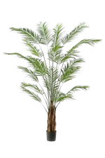 Hochwertige Kunstpalme auf transparentem Hintergrund mit echt wirkenden Kunstblättern in natürlicher Anordnung. Künstliche Areca Palme - Isaiah hat die Farbe Natur und ist 240 cm hoch. | aplanta Kunstpflanzen