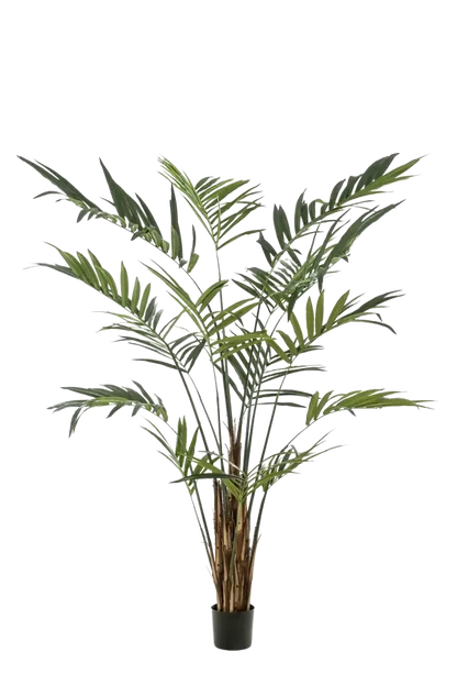 Hochwertige Kunstpalme auf transparentem Hintergrund mit echt wirkenden Kunstblättern in natürlicher Anordnung. Künstliche Areca Palme - Isaiah hat die Farbe Natur und ist 270 cm hoch. | aplanta Kunstpflanzen