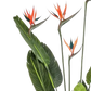 Künstliche Strelitzia - Christian | 150 cm