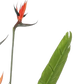 Künstliche Strelitzia - Christian | 155 cm auf transparentem Hintergrund, als Ausschnitt fotografiert, damit die Details der Kunstpflanze bzw. des Kunstbaums noch deutlicher zu erkennen sind.