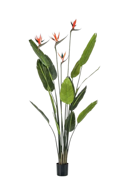 Künstliche Strelitzia - Christian auf transparentem Hintergrund mit echt wirkenden Kunstblättern. Diese Kunstpflanze gehört zur Gattung/Familie der "Strelitzias" bzw. "Kunst-Strelitzias".