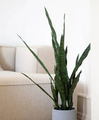 Künstlicher Bogenhanf - Jette | 97 cm