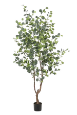 Hochwertiger Eukalyptus künstlich auf transparentem Hintergrund mit echt wirkenden Kunstblättern in natürlicher Anordnung. Künstlicher Eucalyptus Baum - Christopher hat die Farbe Natur und ist 180 cm hoch. | aplanta Kunstpflanzen