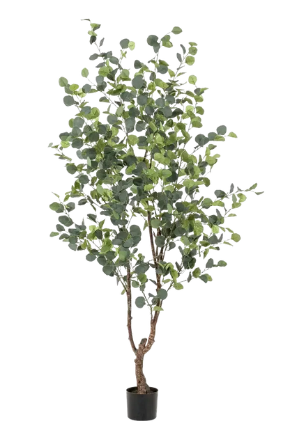Hochwertiger Eukalyptus künstlich auf transparentem Hintergrund mit echt wirkenden Kunstblättern in natürlicher Anordnung. Künstlicher Eucalyptus Baum - Christopher hat die Farbe Natur und ist 180 cm hoch. | aplanta Kunstpflanzen