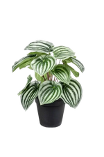 Künstliche Peperomia - Klara, 25 cm, Kunstpflanze von aplanta, im schwarzen Topf, in Natur, für drinnen