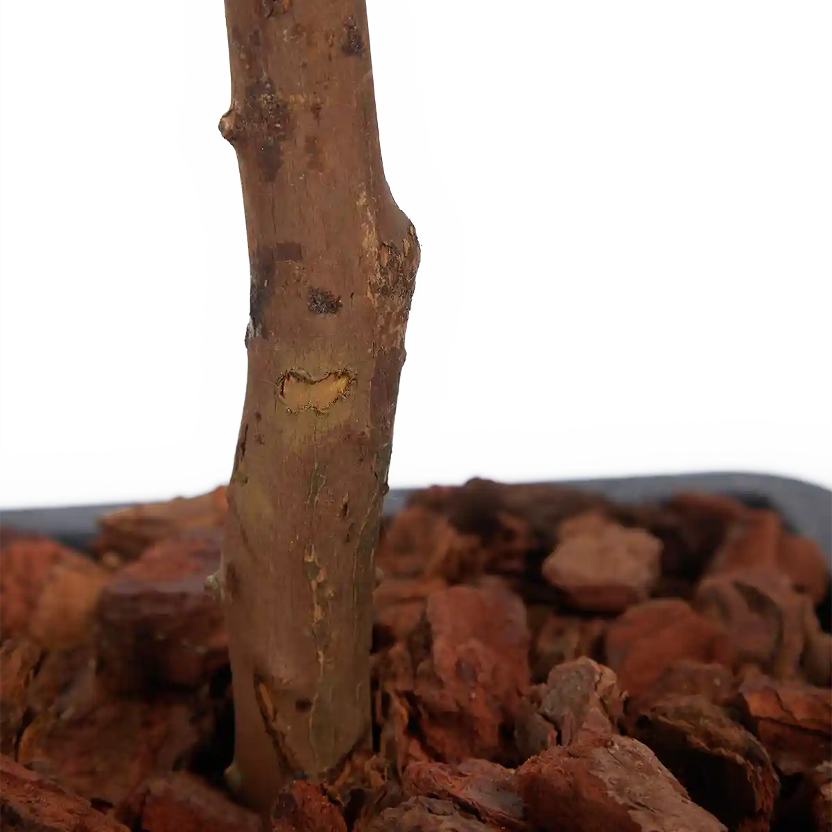 Künstlicher Eucalyptus Baum - Parla | 150 cm