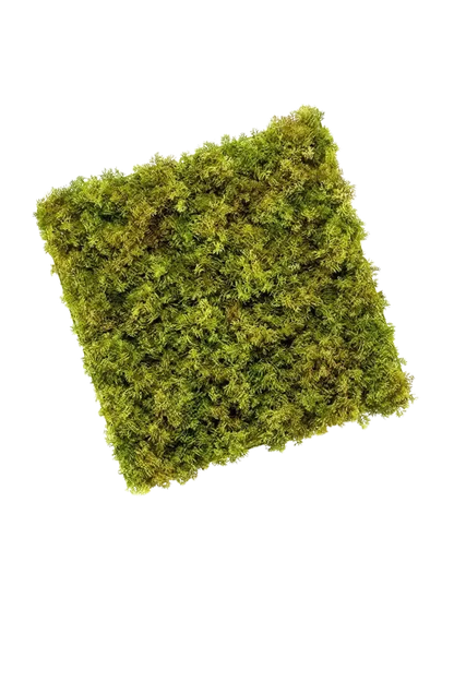 Künstliche Iceland Moos Matte - Natalie auf transparentem Hintergrund mit echt wirkenden Kunstblättern. Diese Kunstpflanze gehört zur Gattung/Familie der "Moose" bzw. "Kunst-Moose".