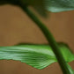 Künstliche Strahlen Palme - Naomi, 130 cm, Kunstbaum von aplanta, im schwarzen Topf, in Natur, für drinnen