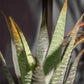 Künstliche Aloe - Patricia | 23 cm