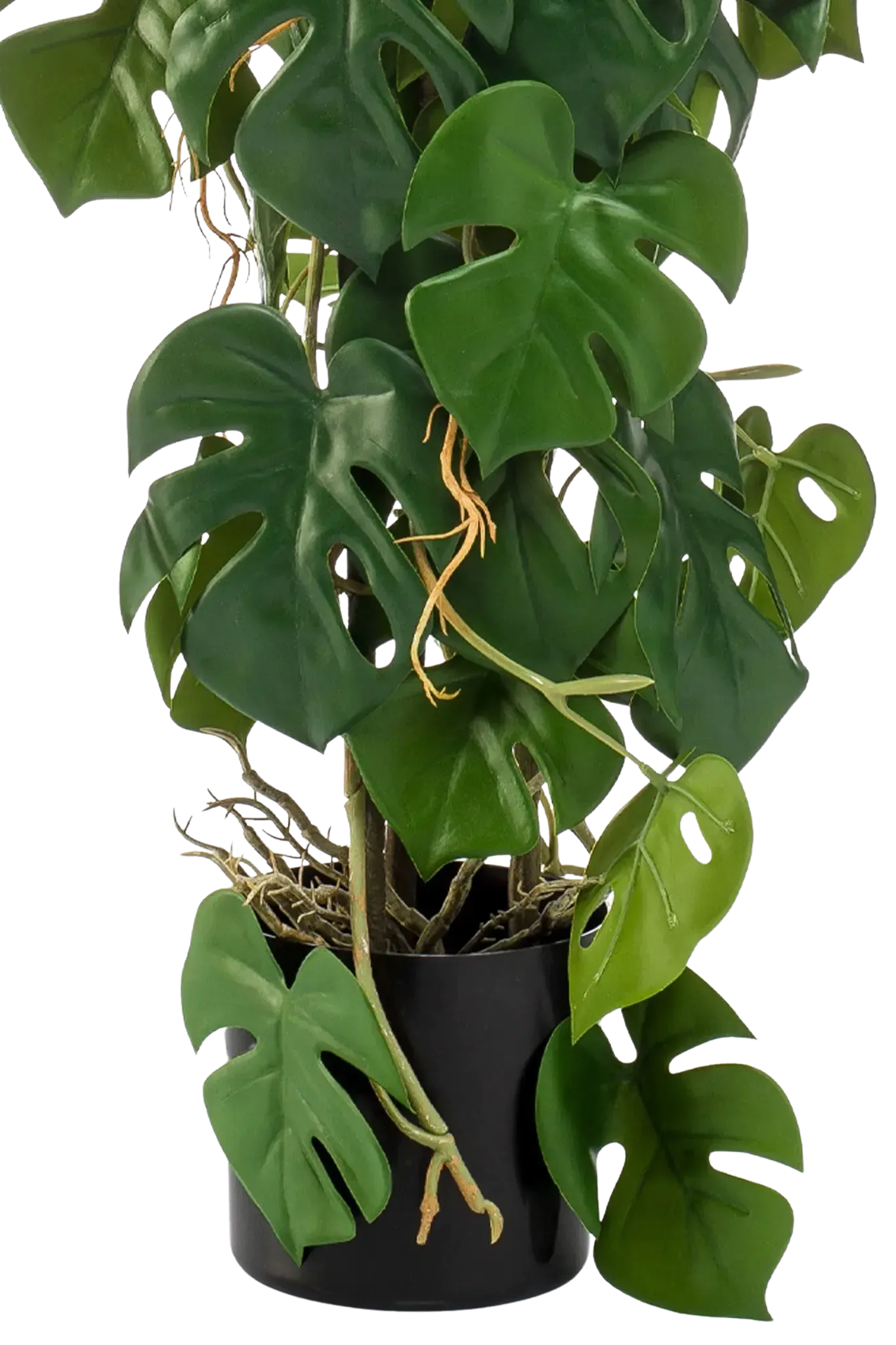 Künstliche Monstera - Luise | 75 cm auf transparentem Hintergrund, als Ausschnitt fotografiert, damit die Details der Kunstpflanze bzw. des Kunstbaums noch deutlicher zu erkennen sind.