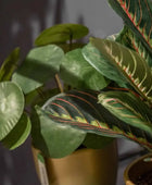 Künstlicher Geldbaum - Leni | 22 cm