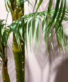 Künstliche Areca Palme - Paolo | 195 cm | Kunstbaum von aplanta