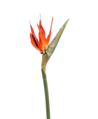 Hochwertige Kunstpflanze | Künstlicher Strelitzia Zweig - Olga | 85 cm von 🌱aplanta