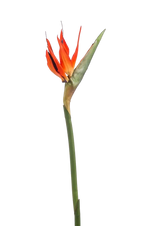 Hochwertige Kunstpflanze | Künstlicher Strelitzia Zweig - Olga | 85 cm von 🌱aplanta