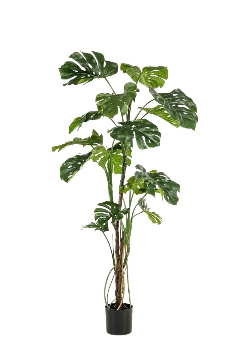 Künstliche Monstera - Mogli | 180 cm
