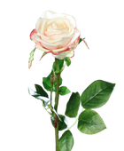 Hochwertige Kunstpflanze | Künstliche Rose - Pam | 66 cm von 🌱aplanta